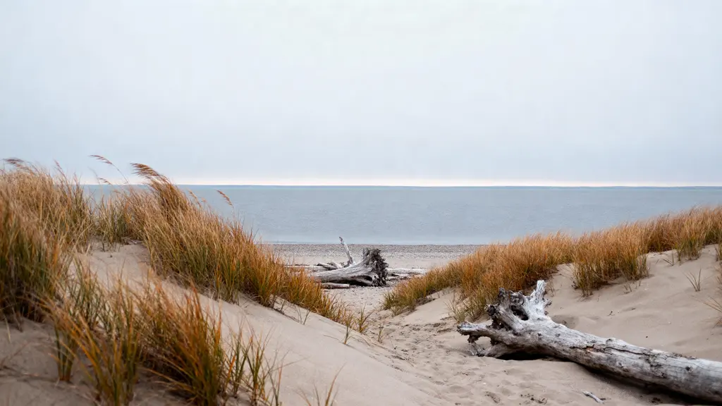 Fall shoreline with windswept grasses