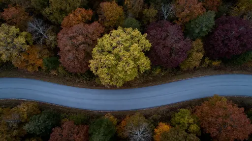 Aerial forest canopy S-curve road
