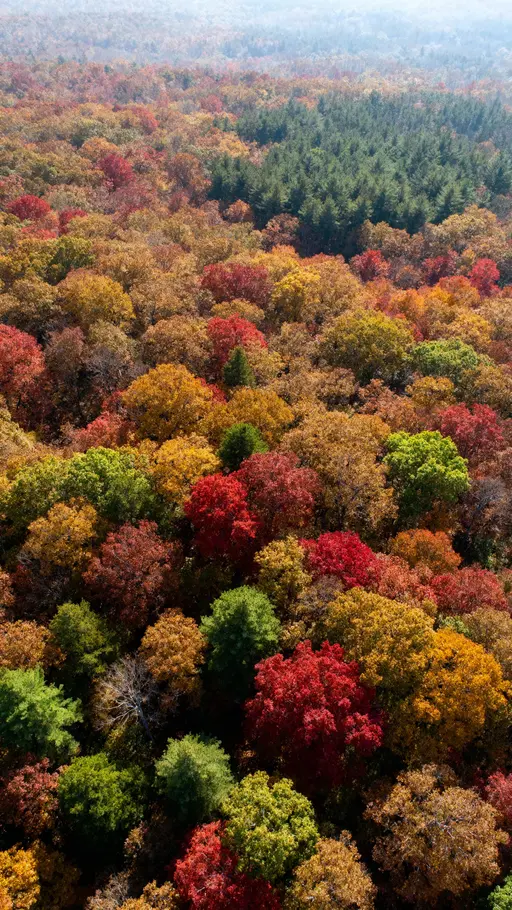 Aerial hardwood canopy quilt