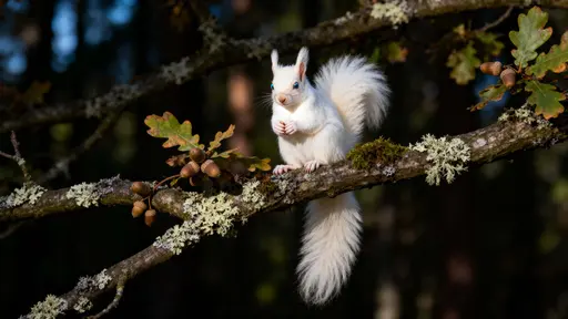 Albino Tree Squirrel Intimate Forest Portrait