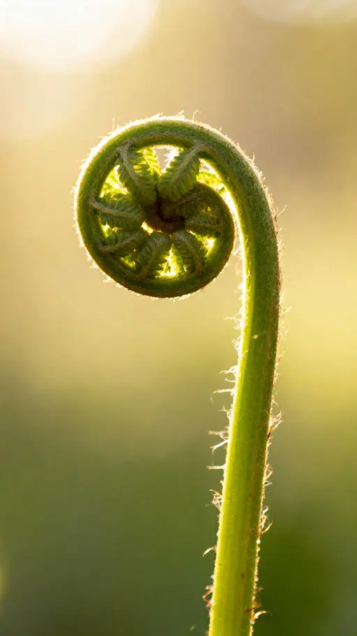 Fern Fiddlehead Macro Phone Wallpaper