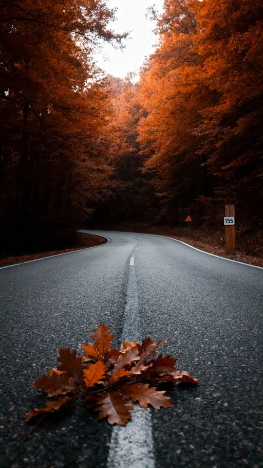 Forest Road with Autumn Foliage