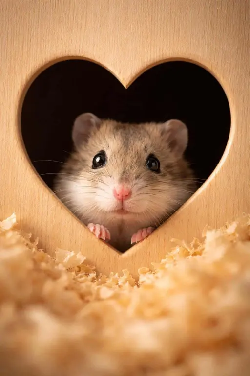 hamster portrait photo in heart-shaped hole