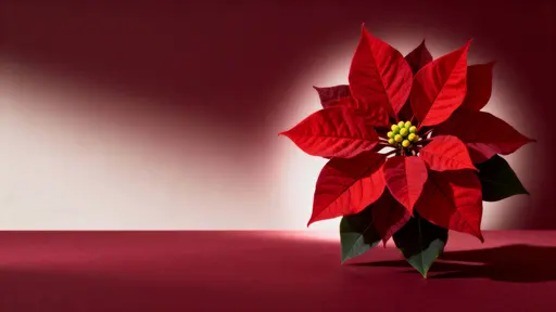 Poinsettia on burgundy Christmas background