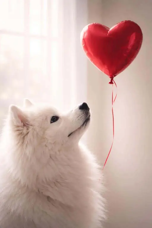 White dog portrait pet-photography